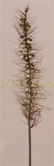  Panicle with persistent involucre